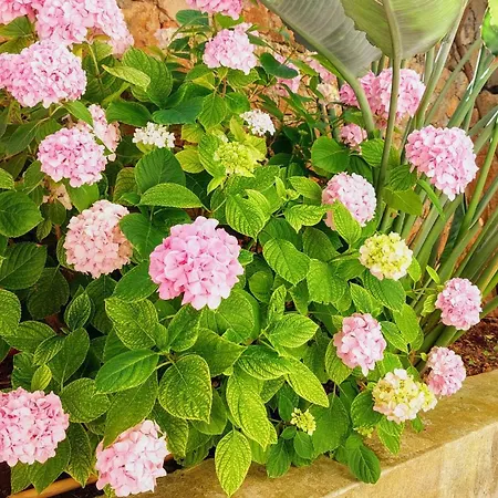 Apartamento Speranda Ražanj