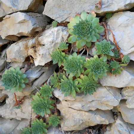 Speranda Appartement